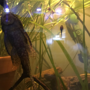 Ancistrus