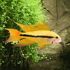 Apistogramma cacatoides gold (environ 4 cm)