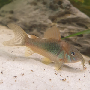 Corydoras