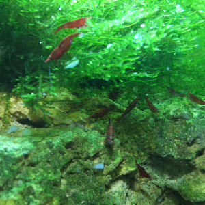 Neocaridina heteropoda var. sakura red (100% pure souche)