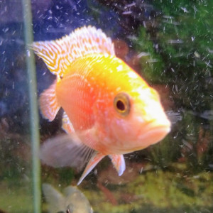 Aulonocara Red Firefish