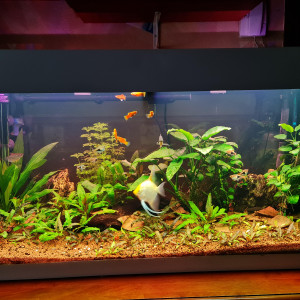 Vend aquarium ferplast Dubai 100 (190l net)