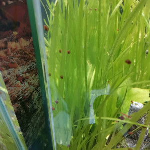 Vallisneria