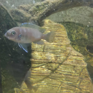 Pseudotropheus  zebra