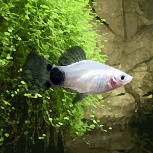 Platy mickey blanc