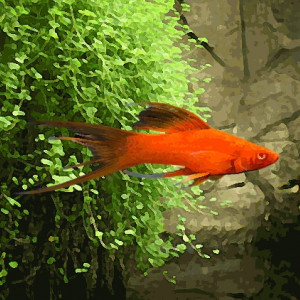 Xipho lyre rouge (environ 5 cm)