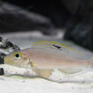 Xenotilapia papilio sunflower Kipili