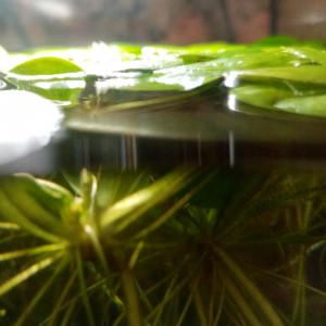 Plante flottante ( Limnobium Laevigatum) aquarium d'eau chaude toutes espèces