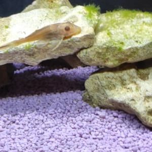 Pleco voile albinos