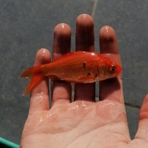 Poisson rouge et carassin