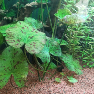 Nymphea Lotus - Joli nénuphar rouge à mettre au centre de l'aquarium