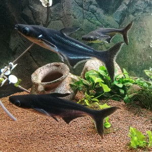 Pangasianodon Hypophthalmus (panga / pangasius / silure requin) LOT de 5 poissons