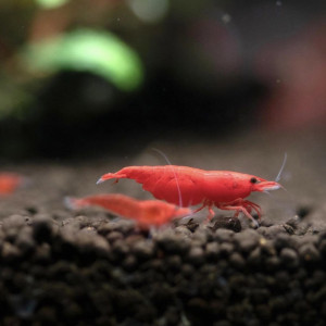 Lot Crevettes Red Cherry ( Red Fire )