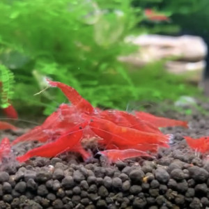 Lot Crevettes Red Cherry ( Red Fire )