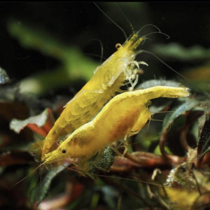 Lot Crevettes yellow golden