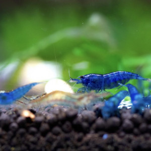 Lot Crevettes Blue Velvet