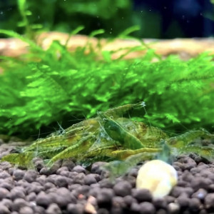 Lot Crevettes super green jade