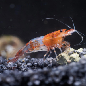 Lot Crevettes Rili Orange