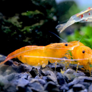 Lot Crevettes Sunkist Orange