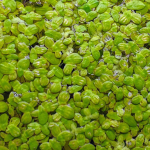 100 Lentilles d'eau - Plante d'aquarium