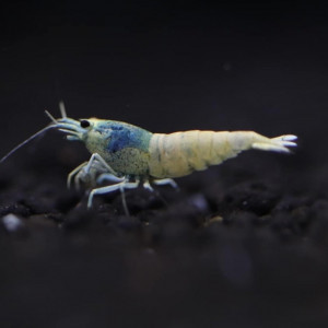 Crevettes Blue blot