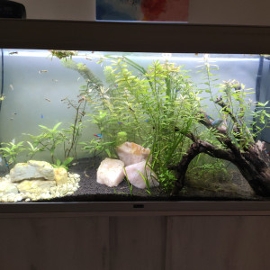 Aquarium 220l complet équipements + poissons