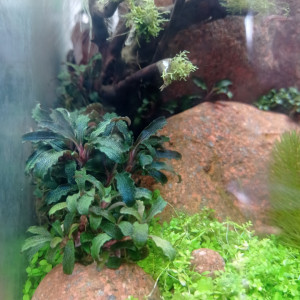 Échange bucephalandra kedakang mini