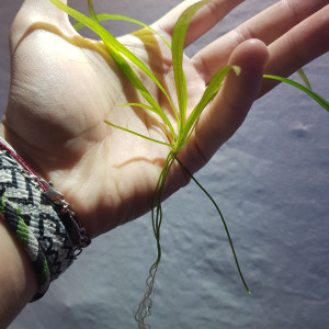 sagittaria subulata