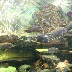 Labidochromis sp. Hongi - adultes et juveniles