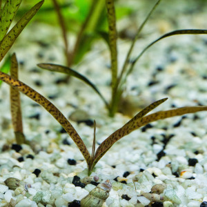 Plante aquarium Vallisneria Spiralis Léopard / Tiger