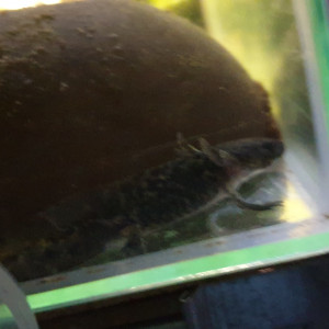 Jeune axolotl