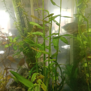 Plantes originales  aquarium