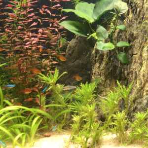 Tetra amandae