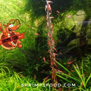 Lollies Orties pour crevettes SHRIMPS food fabrication française