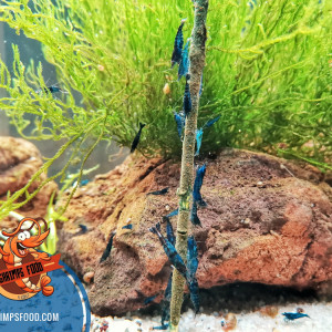 Lollies Spiruline paprika shrimpsfood pour crevettes aquarium