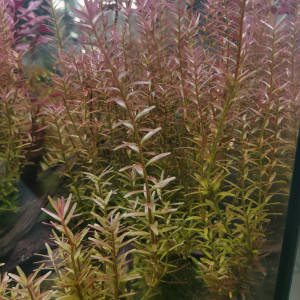 Rotala