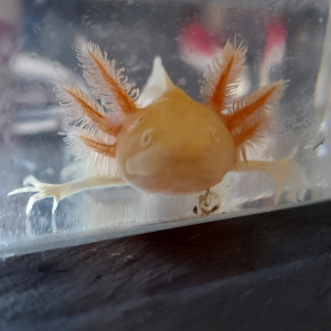 Axolotls albinos