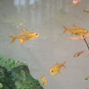 Tetra amande
