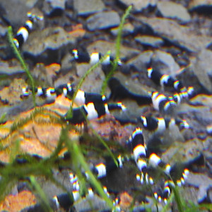 Crevettes panda
