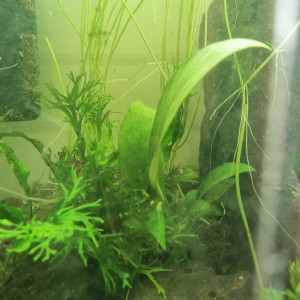 Plantes aquarium