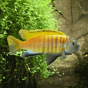 Pseudotropheus tropheops red fin (environ 5 cm)