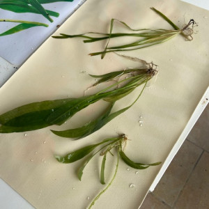 offre Echinodorus bleheri et une autre