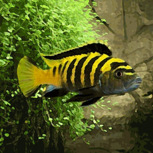 Pseudotropheus flavus (environ 5 cm)