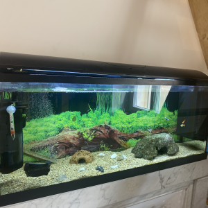 Aquarium 100L complet