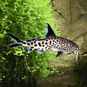 Synodontis multipunctatus