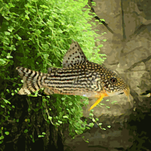 Corydoras sterbai (environ 3 cm)