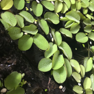 Salvinia Natans