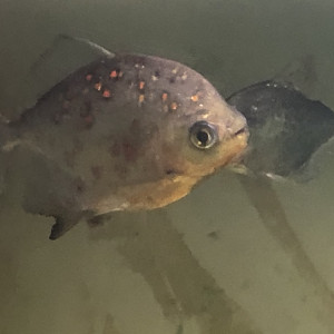 poissons cichlidés à donner