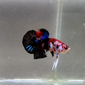 Betta Plakat Mâle Galaxy koï 3,5