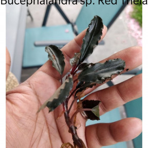 Bucephalandra